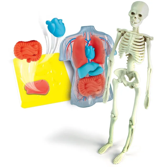 Anatomia Scheletro e Organi^Clementoni Hot