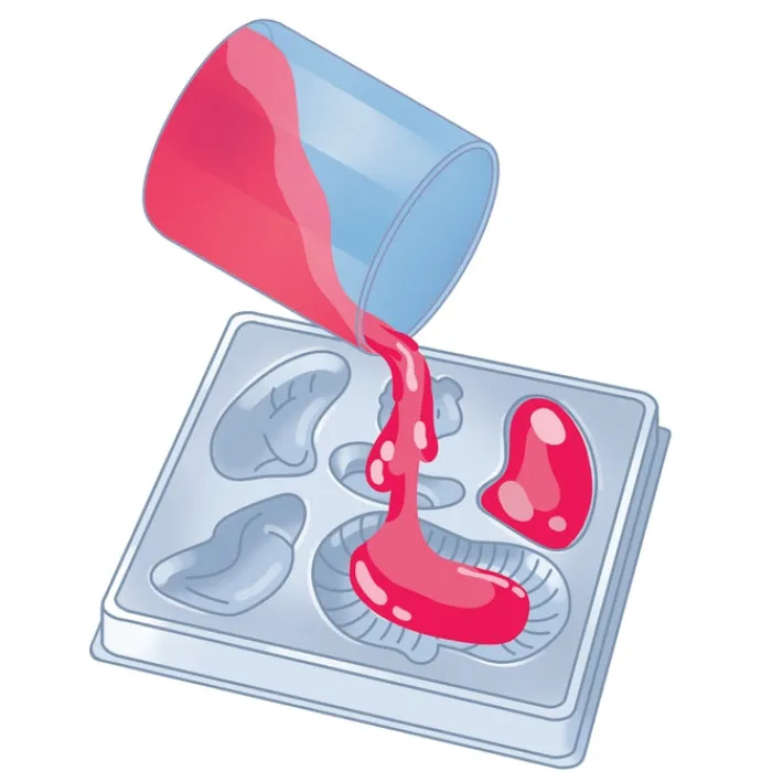 Anatomia Scheletro e Organi^Clementoni Hot
