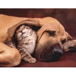 Cuddles - 500 pezzi^Clementoni Best
