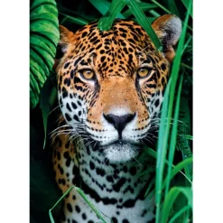 Jaguar in the Jungle - 500 pezzi^Clementoni Sale
