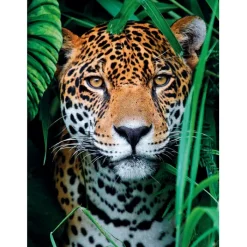 Jaguar in the Jungle - 500 pezzi^Clementoni
