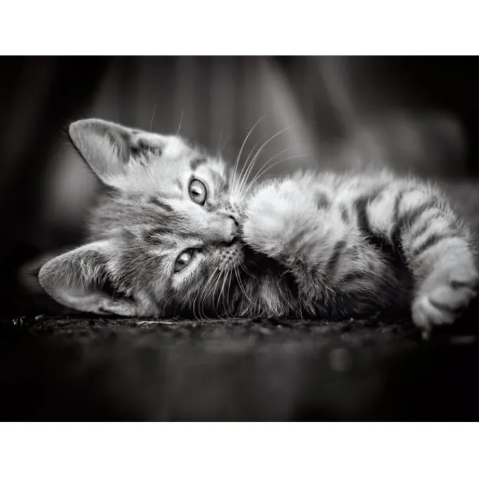 Kitty - 1000 pezzi^Clementoni Sale