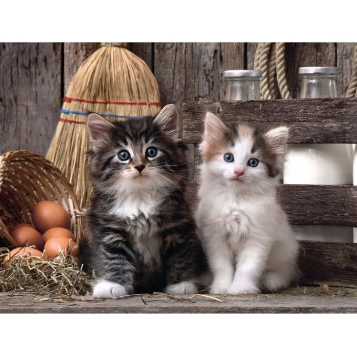Lovely kittens - 1000 pezzi^Clementoni Clearance