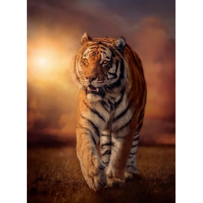 Tiger - 1000 pezzi^Clementoni Hot